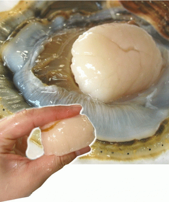 【送料無料】青森むつ湾産『特選』活ほたて 殻付き LLサイズ5kg 約20枚～30枚(剥きヘラ付)【のし対応】【カニ・鮮魚・魚介類】