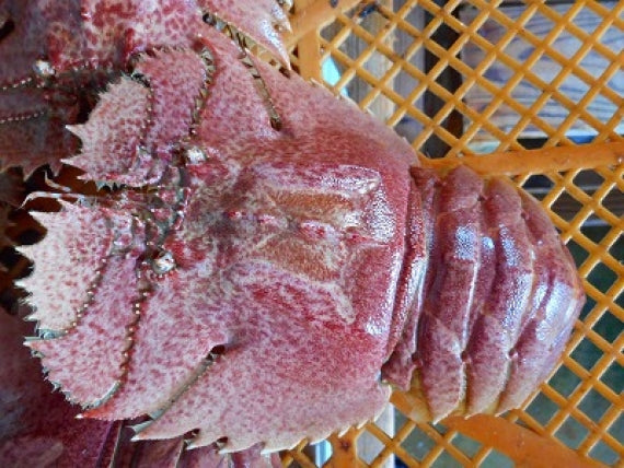 志々伎漁協から直送！見てビックリ！長崎県平戸天然活き「オオバウチワエビ」大サイズ約1㎏(5匹～7匹）
