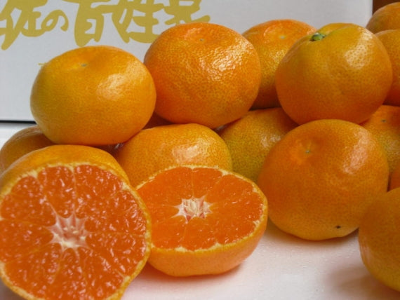 【龍馬感激みかん３キロ箱30～48個】（送料無料一部地域除く）秋の香りを一足早く感じる一品,【レギュラー】