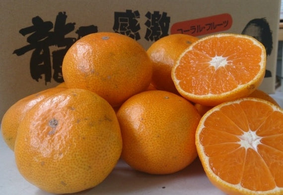 10/11より【わけあり家庭用】5キロ箱（送料無料一部地域を除く）特殊フィルム栽培の【龍馬マルチみかん】