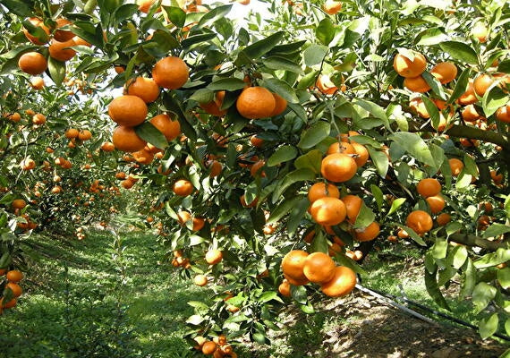 ★ミカン好きに大好評！【龍馬感激みかん(R)こつぶちゃん】（5kg箱）小さな体にギュッと美味しさが詰まってます！送料無料(一部地域を除く）！ギフトにもどうぞ、【レギュラー選別】【フルーツ】