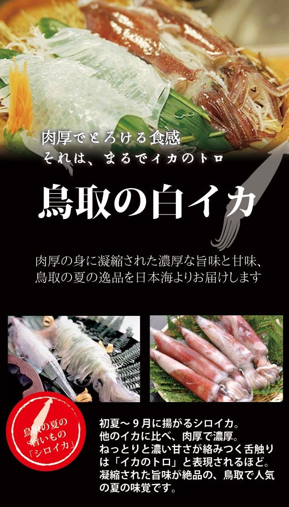 天然白いか　５匹入り　合計1kg前後【活生】【鳥取産】【天然】【日本海産】