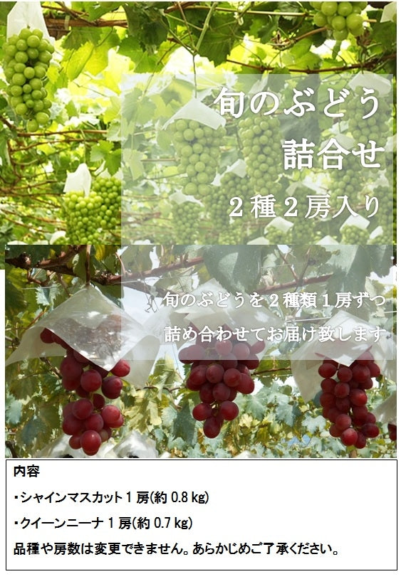 産地直送　ご家庭用のぶどう詰合せ2品種2房入り【地域限定送料込】