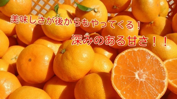 10/15より【お手頃ギフト用厳選】（送料無料一部地域除く）マルチフィルム栽培の【龍馬感激マルチみかん３キロ箱：30～40個】