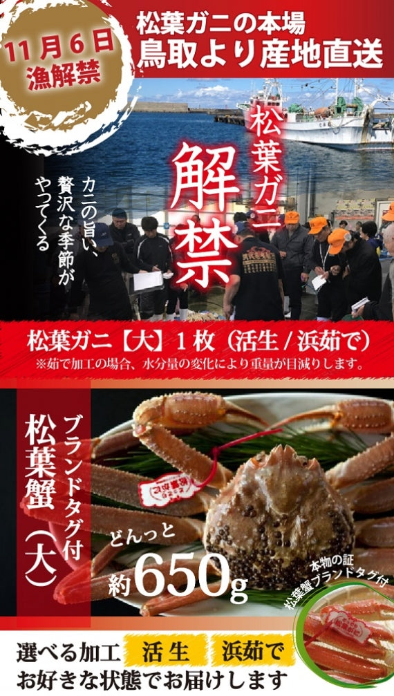 松葉ガニ漁解禁！　松葉ガニ　大サイズ800g前後 タグ付　【茹で】【活生】