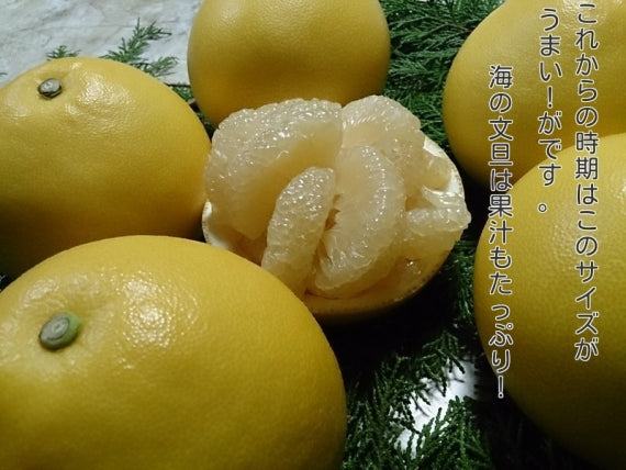 【送料無料】【大きさとお味のバランスが一番！良い】２Ｌサイズ  【完熟作りの土佐文旦】【わけありお徳用：１０キロ：大箱：中玉２Ｌサイズ】 【19～22個入り】送料無料一部地域除く