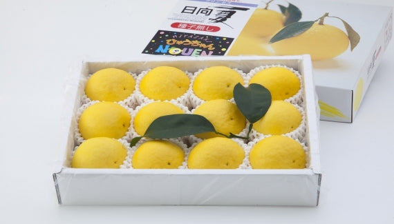 宮崎県産・種なし日向夏　　　プリンセス箱　「１級品」　　2L・10〜11個（画像とは個数が異なります）