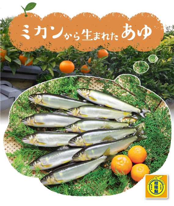 山口県特産【さわやかな柑橘の香り】冷凍柑味鮎10尾入