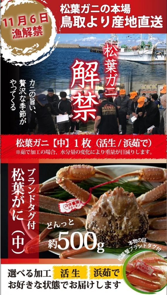 松葉ガニ漁解禁！　松葉ガニ　中サイズ500g タグ付　【生／茹で】