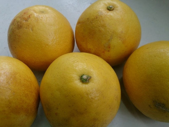 「旬！」★『人気の大玉サイズ』4L又は3L　【わけあり】お味は同じ 【完熟土佐文旦】【１０キロ：大箱：14～18個、お徳用】 ｛送料無料｝【数量限定】