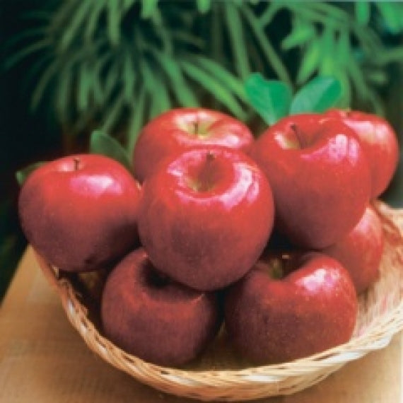 期間限定！信州りんご 特選完熟サンふじ10kg（12月初旬から出荷予定：自家用：約26個～36個入）