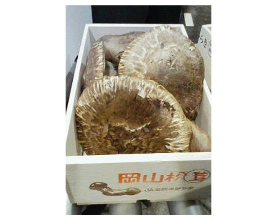 ★国産・岡山県産まつたけ　（ひらき）◎900ｇマツタケ松茸　　