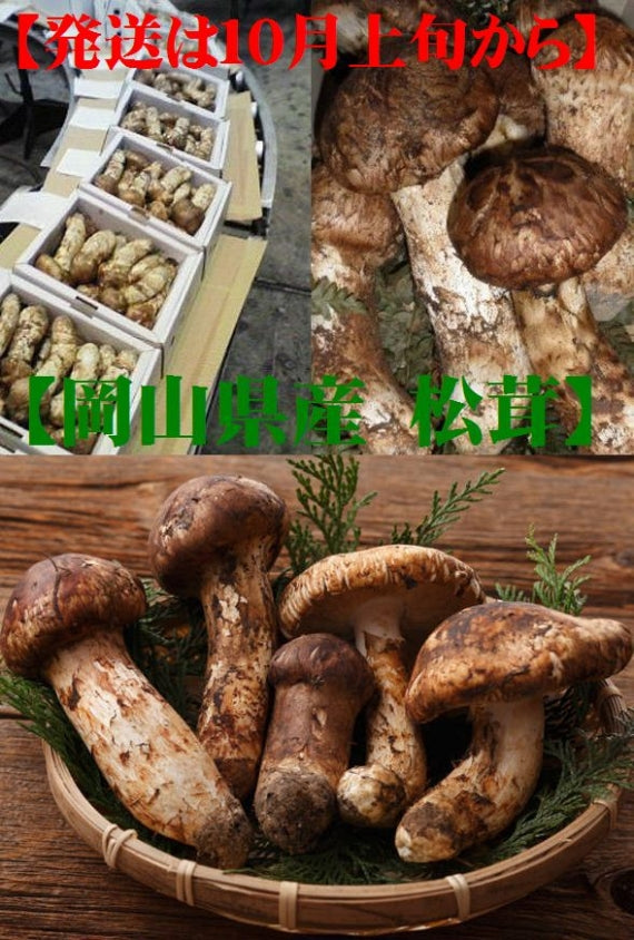 ★国産・岡山県産まつたけ　B品（つぼみ・中つぼ）◎200ｇマツタケ松茸（B品・キズ・その他いたみがあります。）　