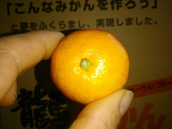 【特価】なんと87個以上入！【龍馬感激ひとくちミカン】（5kg箱）とても小さな体にギュッギュッと美味しさが詰まってます！送料無料(一部地域を除く）