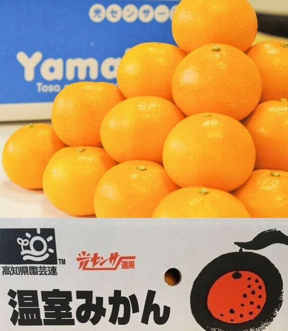 【お中元2025】【フルーツ】みかん　高知県「山北産温室栽培ハウスみかん」緑秀Mサイズ  （5ｋｇ）　★送料無料！甘さ抜群！発送は、５月下旬から。