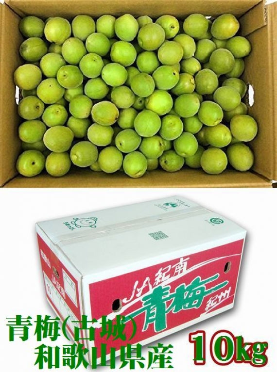 紀州 青梅（古城） 和歌山県産  秀品【 Mサイズ 】約10kgJA紀南の逸品！「青いダイヤ」とも呼ばれる美しい緑です。発送は５月下旬から