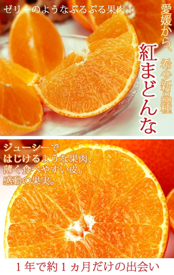 【販売終了】「愛媛県産」ぷるるんとトロけるゼリーの食感！！紅まどんな[光センサー選果/化粧箱入り]　Ｌサイズ 15玉入り