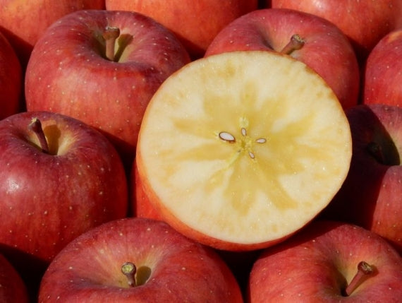 高徳（こうとく）山形県産　【蜜入りりんご】  　8～11個 　約2kｇ 林檎　リンゴ【お歳暮2052】【フルーツ】