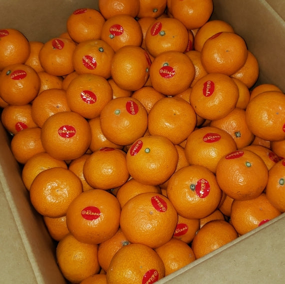 【予約受付中】”11月下旬頃より発送予定”５ケース限定販売「西宇和特産」（真穴共選）真穴みかん 2Sｻｲｽﾞ １０ｋｇ