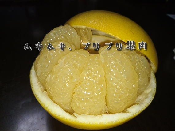 【食べ応え有りのでっかい土佐文旦】：4㎏4Lサイズ6個入り（送料込み一部地域を除く）