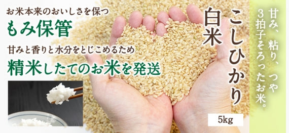 鳥取県産こしひかり白米5kg（おひとり様ご購入は10㎏まで）