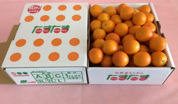 みかん　「情熱！みやざき」完熟きんかん【たまたま】糖度16度以上3Ｌ秀品（1.0ｋｇ）皮ごと丸かじり！ＪＡみやざき