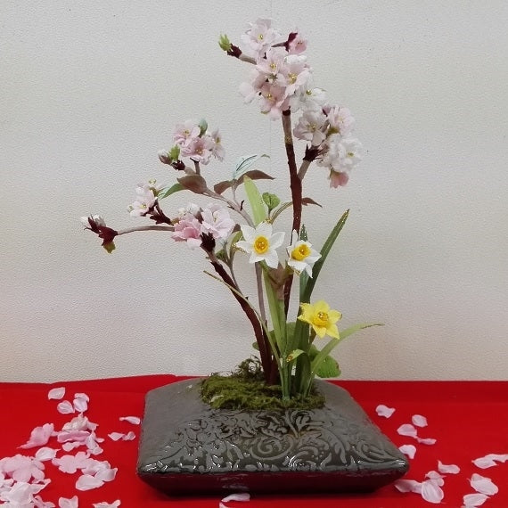 桜の盆栽　送料無料