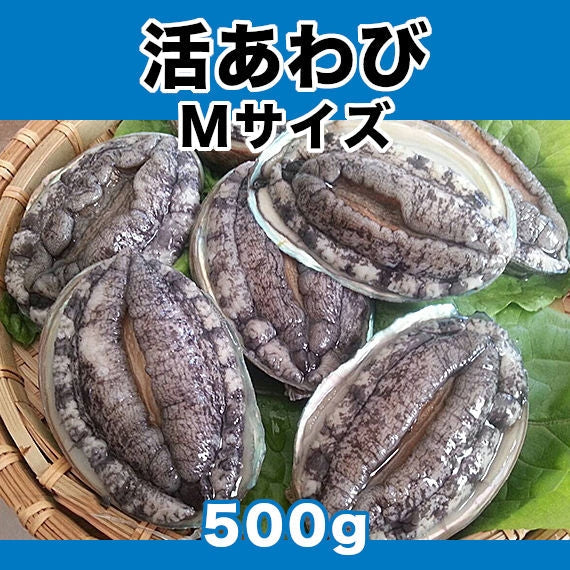 【期間限定20%OFF】生きているからお刺身品質 活あわび Mサイズ 500g