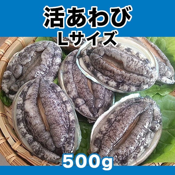 生きているからお刺身品質 活あわび Lサイズ 500g