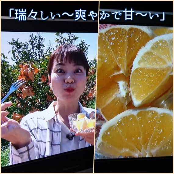 【お試し】【冷やし小夏】当園オリジナル：：見かけにこだわらない家庭用【有機発酵肥料100％作り】（期間限定)（10～14個入り）【家庭用選別】《送料無料一部地域を除く》