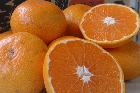 【お試し】【見かけにこだわらない：龍馬感激みかん(家庭用2キロ）】：ノーワックス【送料無料一部地域を除く】【お試し】【フルーツ】