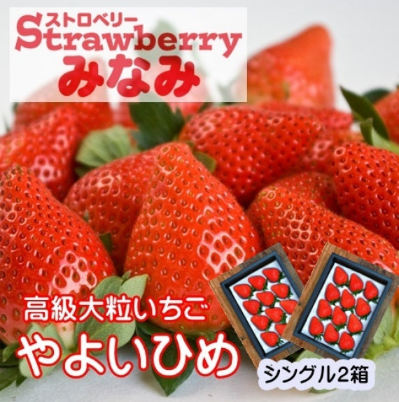 【受付中】やよいひめシングル×2箱(発送時期:2025年12月～）【送料込み】 群馬県