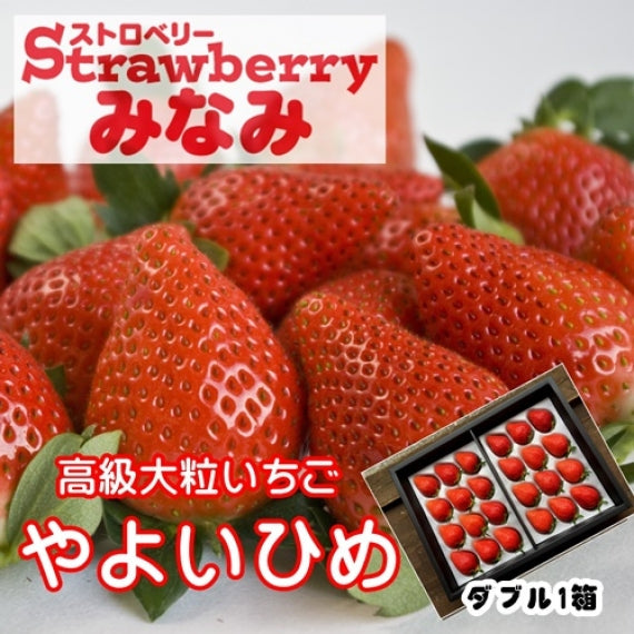 【受付中】やよいひめダブル(発送時期:2025年12月～）【送料込み】 群馬県