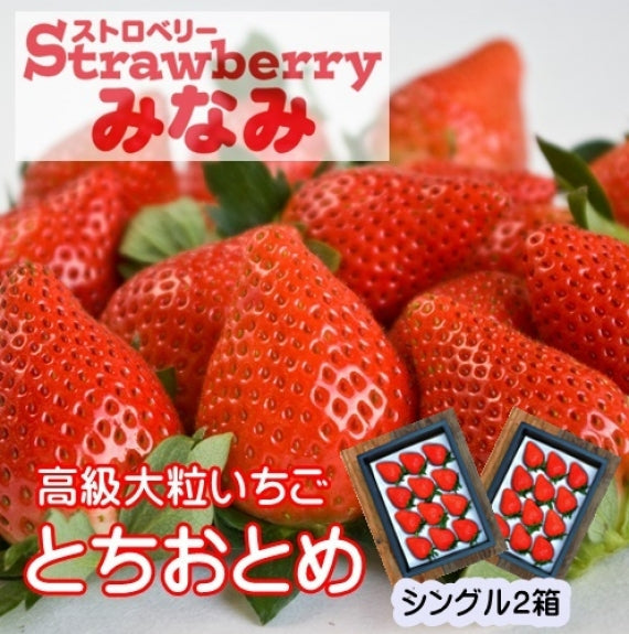 【予約受付中】とちおとめシングル×2箱(発送時期:2024年12月～）【送料込み】