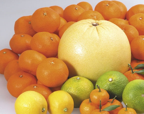 送料無料【熊本県産】旬の柑橘たっぷりセット10㎏《予約販売》