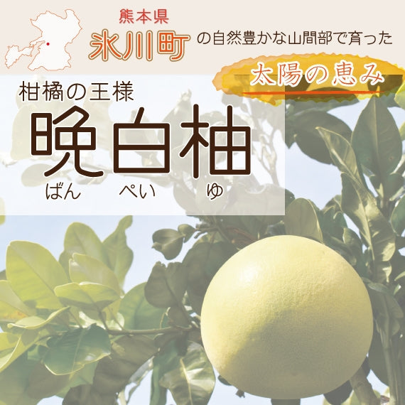 【送料無料】熊本特産品 八代地区氷川町産"晩白柚"(ハウス物) Lサイズ2玉