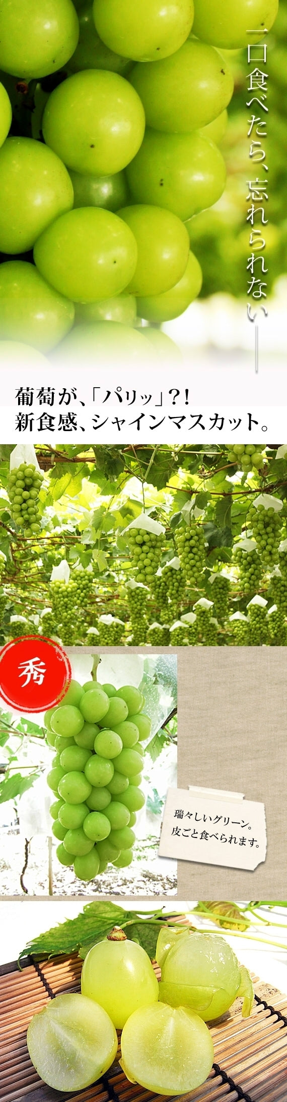 予約価格(10％割引) 山梨県産 シャインマスカット 秀1.8kg【地域限定送料込】【配送日は指定できません】