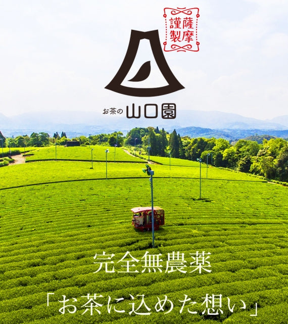 2024新茶【有機】冴緑（さえみどり）2本セット