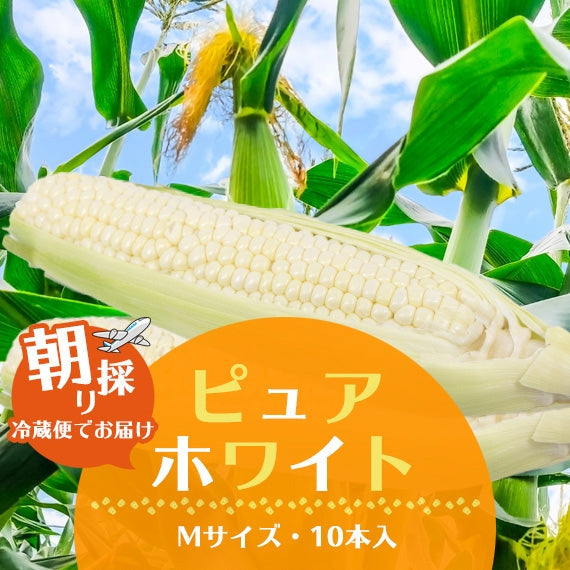 予約受付中！とうもろこし　ピュアホワイト