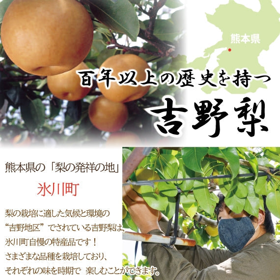 【今が旬！】上品な甘みでジューシー♪熊本県産　吉野梨4㎏