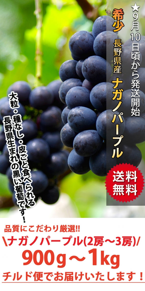 【売り切れ】【送料無料】長野県産ナガノパープル★900g～１㎏(2～３房)】長野県生まれの種なし・皮ごと食べることができる黒い葡萄です★※9月上旬から順次発送