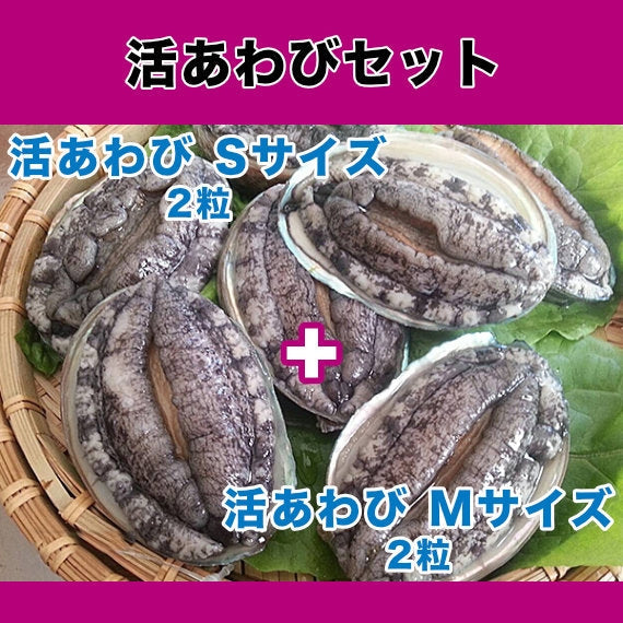 【お試し】【一部地域を除き送料無料】あわびの色々な魅力を味わえる 活あわびAセット