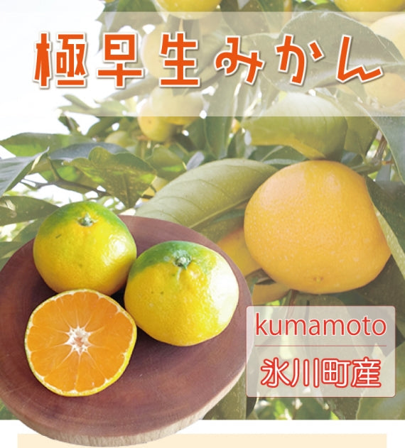 熊本県　産地直送！甘くて程よい酸味の『極早生みかん』　10㎏＝今シーズンの販売は終了＝