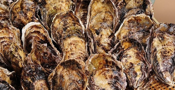 ひのきグループ【安芸の食卓】広島特産の牡蠣フライを特製ソースで　牡蠣フライセット（40個）