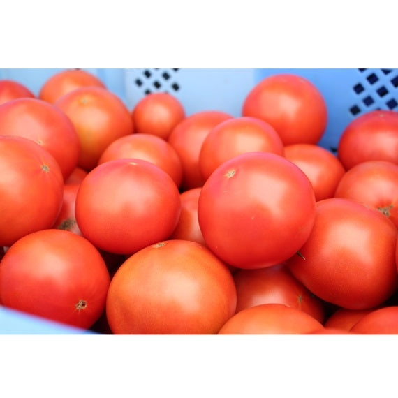 【送料込み】ぜいたくトマト 利根の朝露　1kg（8~11個）