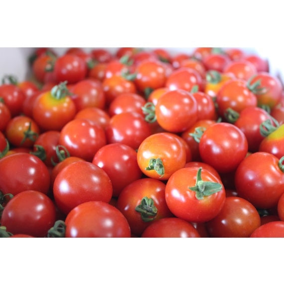 【送料込み】ミニトマト　利根の朝露　1kg