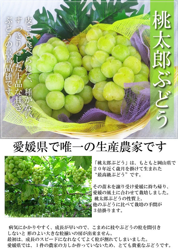 【販売中】一度食べたらクセになる！桃の形に似た大粒果実「桃太郎ぶどう」（３～５房入)