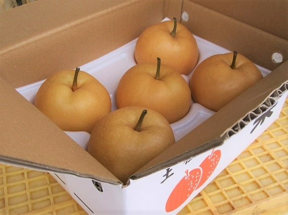 【送料込み】高知産　森沢梨園　りんか梨２kg（５玉～６玉）