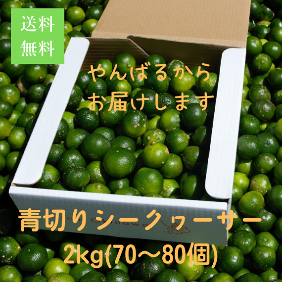 【予約販売】もぎたて青切りシークヮーサー２ｋｇ（７０～８０個）沖縄から直送　訳ありB級品　（送料無料）9月中旬より発送します　無くなり次第終了です