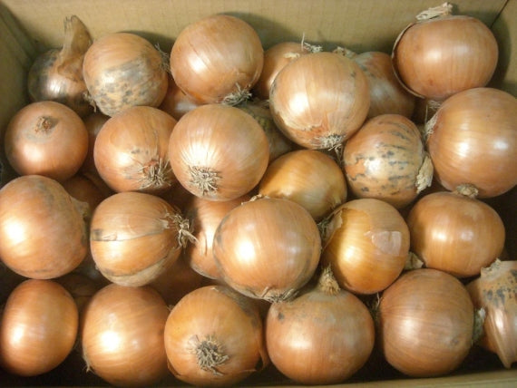 玉ねぎ１０kg